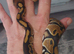Hatchling royal/ball pythons