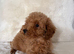 F1bb toy cockapoo puppies 2 left ready to leave