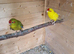 2 females kakarikis