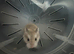 5 Russian dwarf hamster