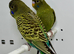 Black Face Budgies For Sale