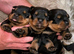 KC REG ROTTWEILER PUPPIES