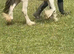 Filly cob