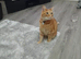 Charlie ginger male