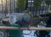 African grey for sale