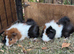 baby boy guinea pigs