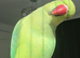Baby ring neck talking parrot