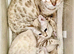 Pure Pedigree Blue Eyed Snow Bengal Kittens (Seal Lynx + Seal Mink Bengal Kittens) TICA parents