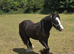 Super Cob Colt 13mths old