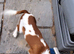 King Charles Cavalier boy