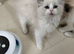 Super star ragdoll kittens
