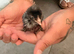Bantam chicks