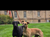 2 black and white kc whippet pups