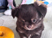 Beautiful chocolate tri long coat chihuahua puppies