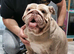 English Bulldog Female