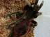 SALE* Pair M/F Tliltocatl vagans (Campeche pure blood) aound the 4" inch+ DLS.