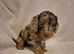 Gorgeous Health Tested Cockapoo Puppies
