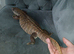 Bosc monitor female