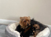 Yorkshire terrier x