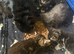Maine coons