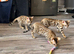 Beautiful 5 Generations Pedigree Bengal kittens in London
