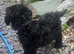Stunning, sweet Cocapoo female