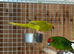 Kakaraki parrot