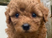Cavapoochon puppies 5 * Council reg’d