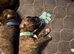 Beautiful full boxer puppies 5 boys 3 girls