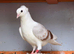 Quality Pigeons for Sale ️