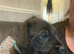 Lakeland X Patterdale puppies READY NOW!!
