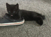 3 black kittens
