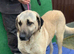 Urgent rehoming - phoenix