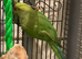 Babe Ring neck And one adult