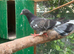 English garden fantail pigeons