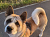 2.5yrs old akita