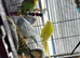 Budgies Glasgow