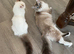 LAST GIRL AVAILABLE! TICA registered Ragdolls