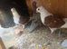 Hi nice and good quality German owls