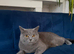 Bella- BSH for Rehoming! I can deliver her if that's any help.