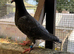 Coloured racing pigeons