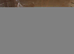 Quails for sale
