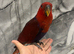 Baby Handreared Female Tame Eclectus Parrot