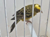 BEAUTIFUL COCK OF LIZARD CANARY
