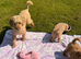 Cute Toy Cavapoo Puppies