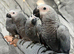 Handreared Friendly Super Tame Cuddly African Grey Parrot,1