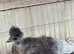 NAKED NECK SILKIES – SHOW GIRLS