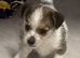 Jack Russel