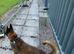 K9 Fully Trained Belgian Malinois