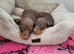 Mini smooth gorgeous girls READY NOW